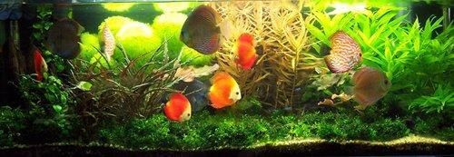 底濾魚缸水渾濁的處理方法：底濾魚缸水渾濁可能是由多種因素引起的，包括物理渾濁和化學(xué)渾濁