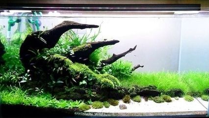 觀賞魚缸換水的重要性硝化系統的重要性硝化系統的重要性：觀賞魚缸換水指南