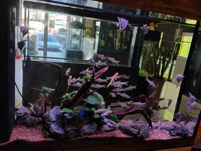 觀賞魚缸換水的重要性硝化系統的重要性硝化系統的重要性：觀賞魚缸換水指南