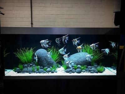 觀賞魚缸換水的重要性硝化系統的重要性硝化系統的重要性：觀賞魚缸換水指南