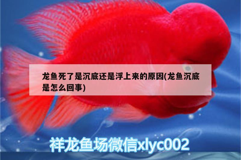 北京陳國(guó)芹觀賞魚店