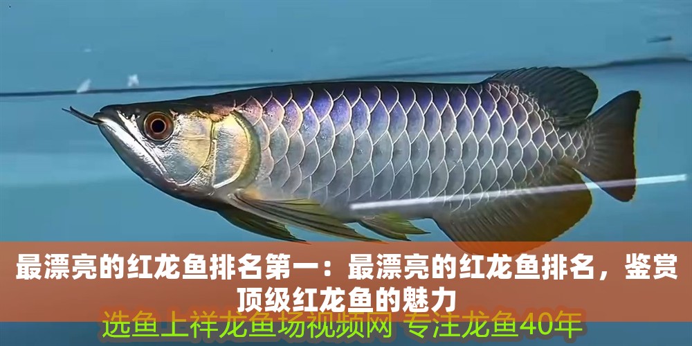 最漂亮的紅龍魚(yú)排名第一：最漂亮的紅龍魚(yú)排名，鑒賞頂級(jí)紅龍魚(yú)的魅力