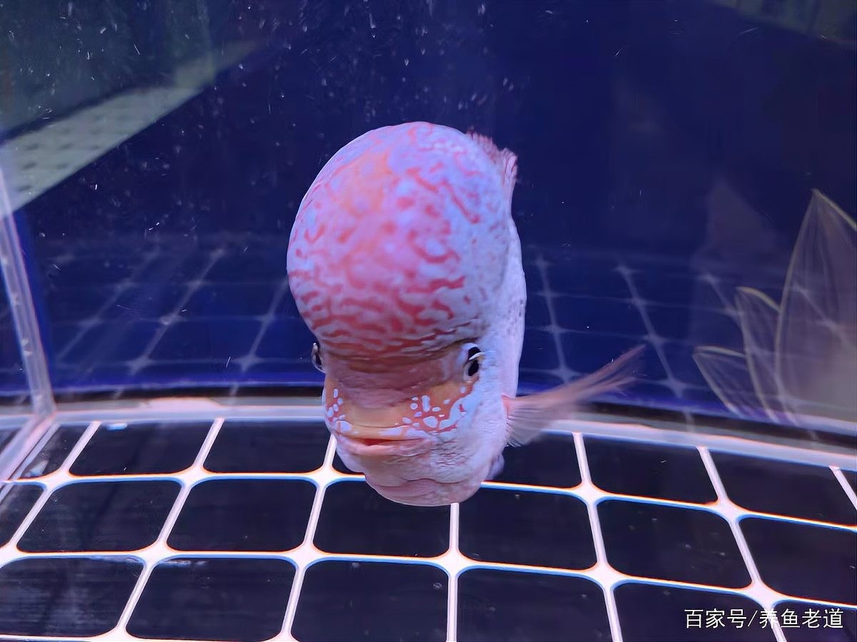 黑身松鱗病治療期間需要多久換一次水？ 黑身松鱗病治療期間需要多久換一次水？ 龍魚百科 第1張