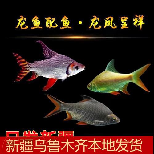 短身紅龍魚需要什么樣的過濾系統？