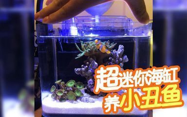 魚缸性價比高（選擇一款高性價比的魚缸）