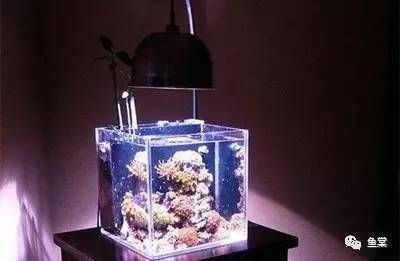 海水魚缸設備（海水魚缸養(yǎng)護技巧）