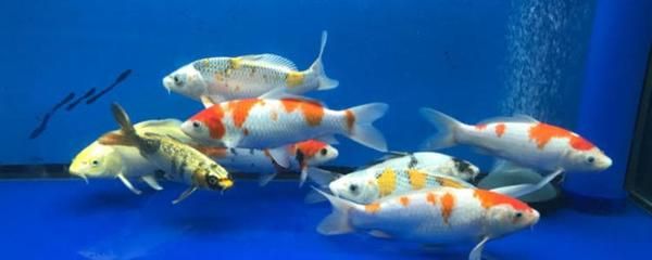 魚缸 vc：維生素c在魚缸中的作用