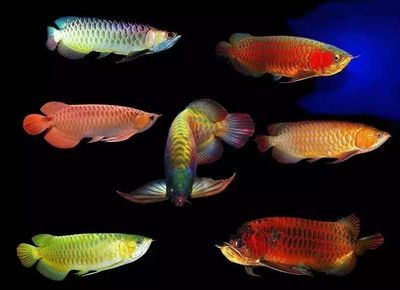 魚缸 vc：維生素c在魚缸中的作用