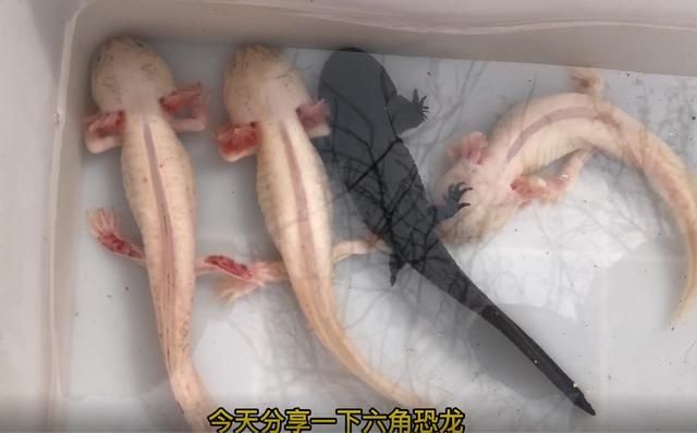 恐龍魚公母區分（恐龍魚公母的區分）