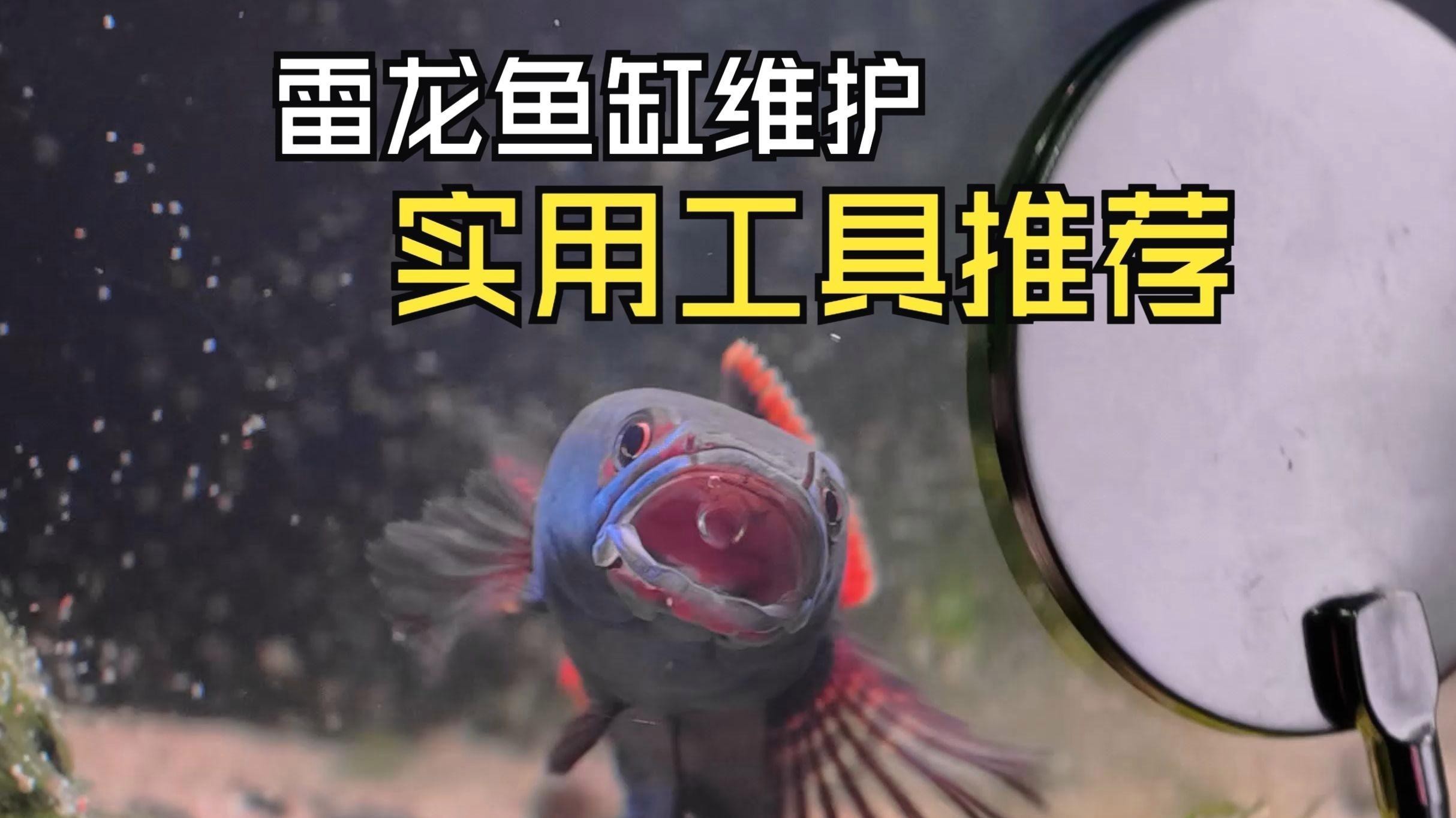 如何判斷龍魚缸是否徹底清潔？