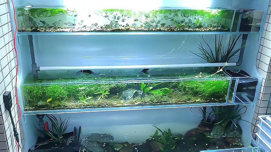 如何判斷龍魚缸是否徹底清潔？