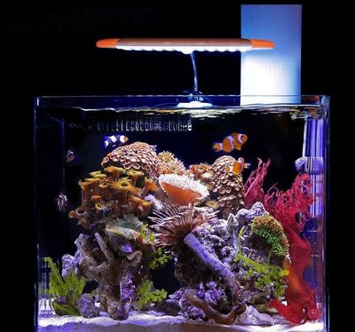 好魚缸不用換水嗎視頻講解（好魚缸不用換水嗎）