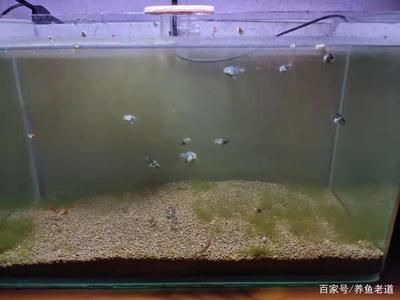 好魚缸不用換水嗎視頻講解（好魚缸不用換水嗎）