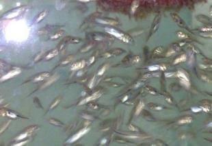 巴西亞魚苗繁殖技巧分享，巴西亞魚苗繁殖技巧