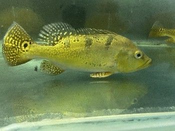 巴西亞魚苗繁殖技巧分享，巴西亞魚苗繁殖技巧