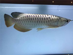 紅龍魚怎么選擇燈（養(yǎng)紅龍魚用什么燈發(fā)色好）