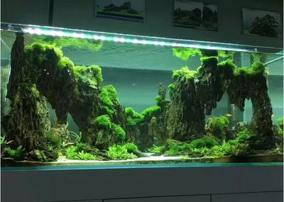 廣州魚缸造景培訓機構（廣州吳氏水草水族造景商貿有限公司水草造景培訓機構）