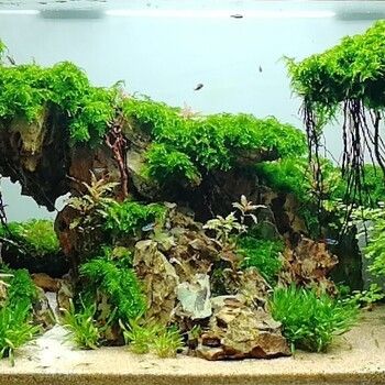 廣州魚缸造景培訓機構（廣州吳氏水草水族造景商貿有限公司水草造景培訓機構）