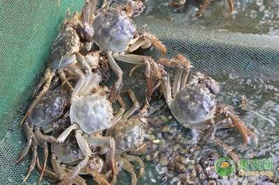 河蚌養在魚缸過一久就死了什么原因（河蚌養在魚缸過一久就死亡的原因）