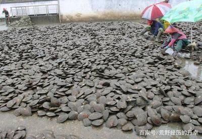 河蚌養在魚缸過一久就死了什么原因（河蚌養在魚缸過一久就死亡的原因）