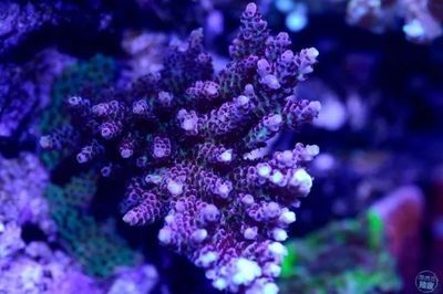 海水缸的養護技巧海水缸的養護技巧海水缸的養護技巧：海水缸與淡水缸的養護技巧海水缸的養護技巧