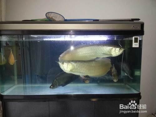 銀龍魚一開燈就趴缸（銀龍魚開燈趴缸可能是病理原因，解決方法可以解決）