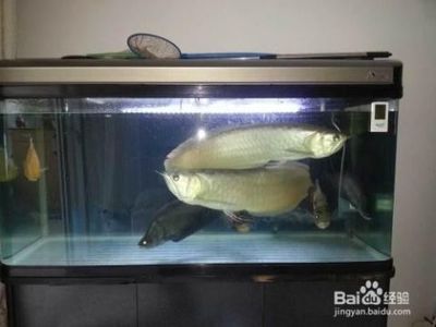 銀龍魚一開燈就趴缸（銀龍魚開燈趴缸可能是病理原因，解決方法可以解決）