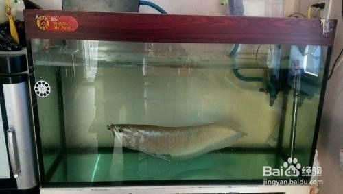 銀龍魚一開燈就趴缸（銀龍魚開燈趴缸可能是病理原因，解決方法可以解決）