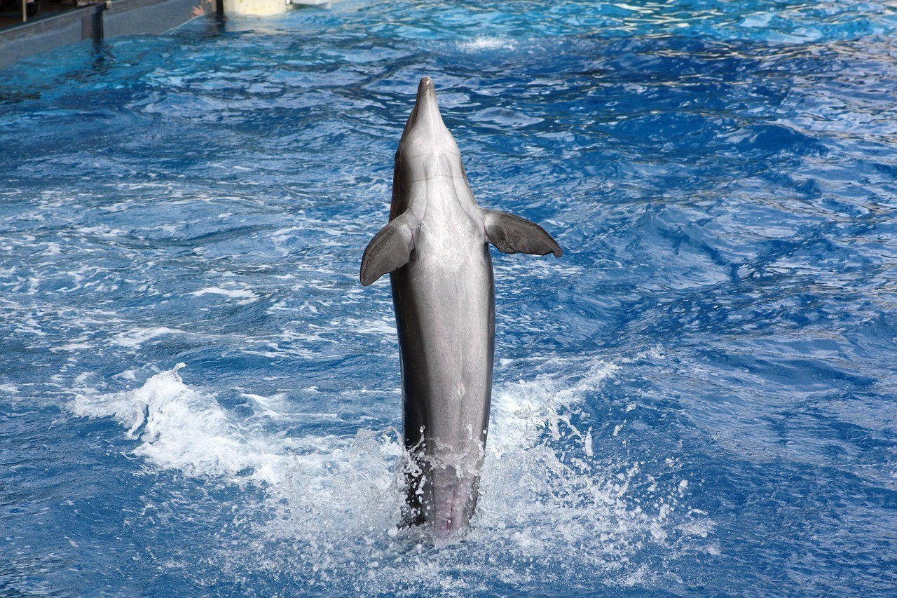 德州市德城區(qū)花世海洋水族館（德州市德城區(qū)花世海洋水族館電話）