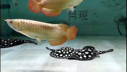 養(yǎng)龍魚開燈多久合適：養(yǎng)龍魚開燈時(shí)間并不是一個(gè)固定的數(shù)值，而是需要根據(jù)飼養(yǎng)情況決定