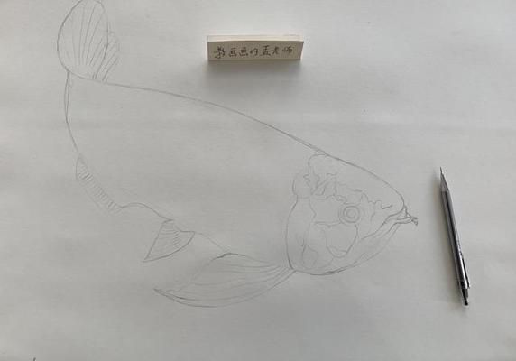 工筆龍魚畫法（工筆龍魚眼睛畫法,龍魚身體結構解析）