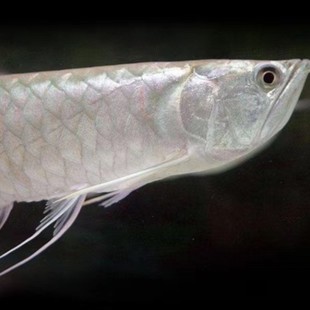 大柴旦魚情魚趣工作室（大柴旦魚卡）