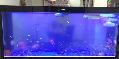 魚缸水發白怎么辦？：硝化細菌對魚缸水發白的影響