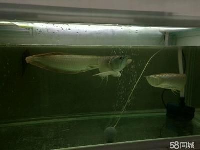 龍魚需要清道夫嗎：清道夫魚需要清道夫嗎