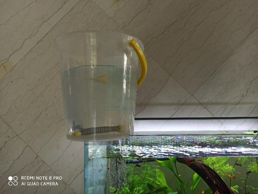 魚缸水渾濁怎樣快速解決（快速解決魚缸水渾濁的方法）