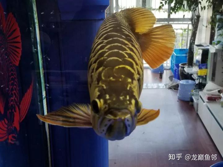 金龍魚有公母嗎