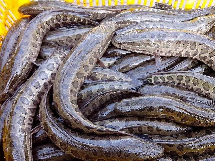 黑魚的養殖技術：黑魚在魚缸中的最大生長潛力