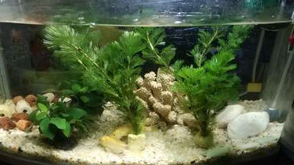 新寵之康魚(yú)缸養(yǎng)什么魚(yú)最好：關(guān)于“新寵之康魚(yú)缸養(yǎng)什么魚(yú)最好”的查詢當(dāng)前無(wú)法直接提供信息