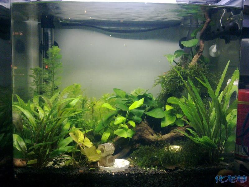 新寵之康魚(yú)缸養(yǎng)什么魚(yú)最好：關(guān)于“新寵之康魚(yú)缸養(yǎng)什么魚(yú)最好”的查詢當(dāng)前無(wú)法直接提供信息