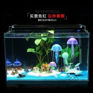 水母魚缸能活多久：水母魚缸能活多久水母魚缸飼養技巧有哪些