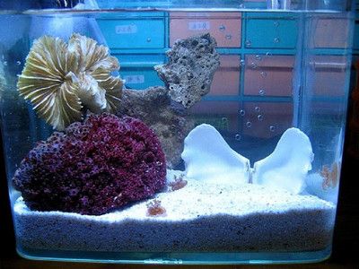 水母魚缸能活多久：水母魚缸能活多久水母魚缸飼養技巧有哪些