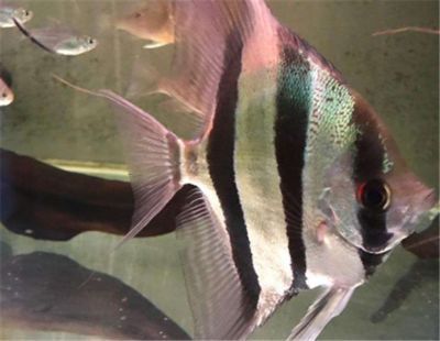 埃及魚養殖常見疾病預防，埃及魚養殖中常見疾病預防措施 埃及魚養殖常見疾病預防，埃及魚養殖中常見疾病預防措施 龍魚百科 第4張