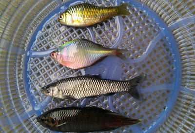 紅龍魚(yú)高清視頻在線觀看免費(fèi)版下載（紅龍魚(yú)高清視頻在線觀看免費(fèi)版下載安裝）