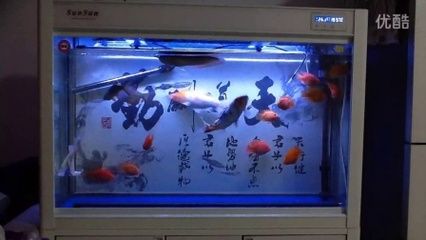 最小的龍魚有多大：最小的龍魚有多大？