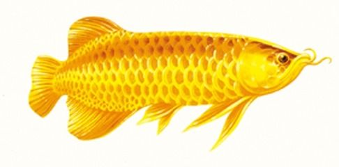 金龍魚半米長大約需要多少錢：金龍魚價格多少錢一只金龍魚一般多少錢一條