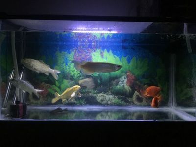 如何防止青龍魚跳缸技巧：如何防止青龍魚跳缸