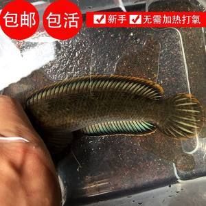 奶茶雷龍混養神仙魚：奶茶雷龍魚可以與其他魚類混養，但是需要注意的事項
