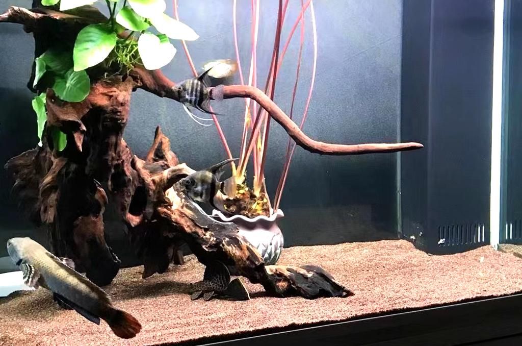 奶茶雷龍混養神仙魚：奶茶雷龍魚可以與其他魚類混養，但是需要注意的事項