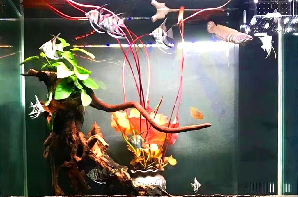 奶茶雷龍混養神仙魚：奶茶雷龍魚可以與其他魚類混養，但是需要注意的事項