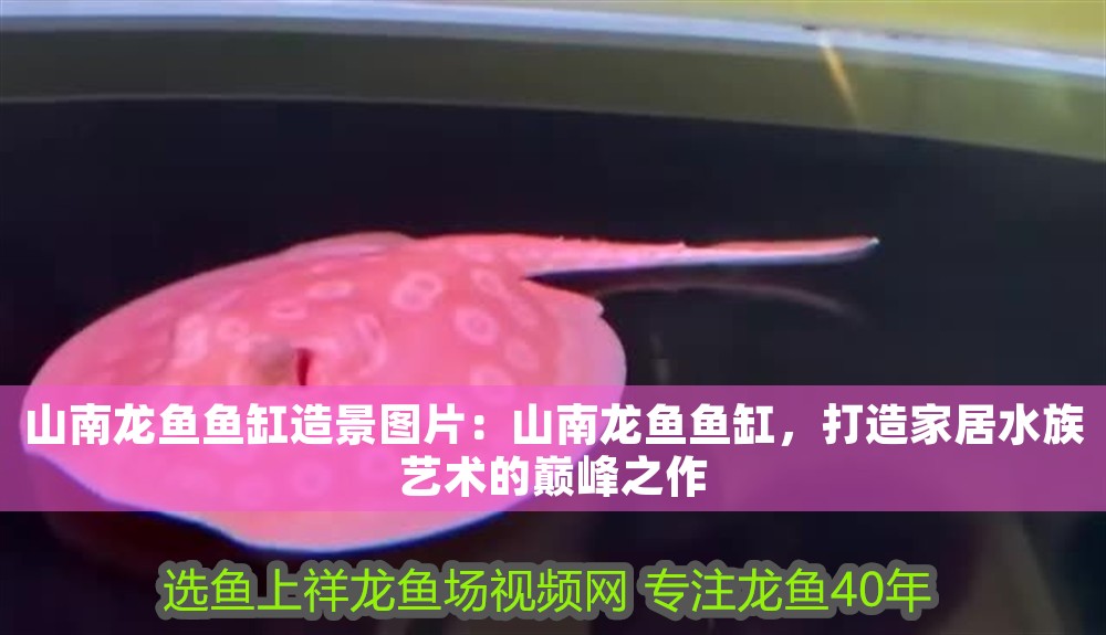 山南龍魚魚缸造景圖片：山南龍魚魚缸，打造家居水族藝術的巔峰之作
